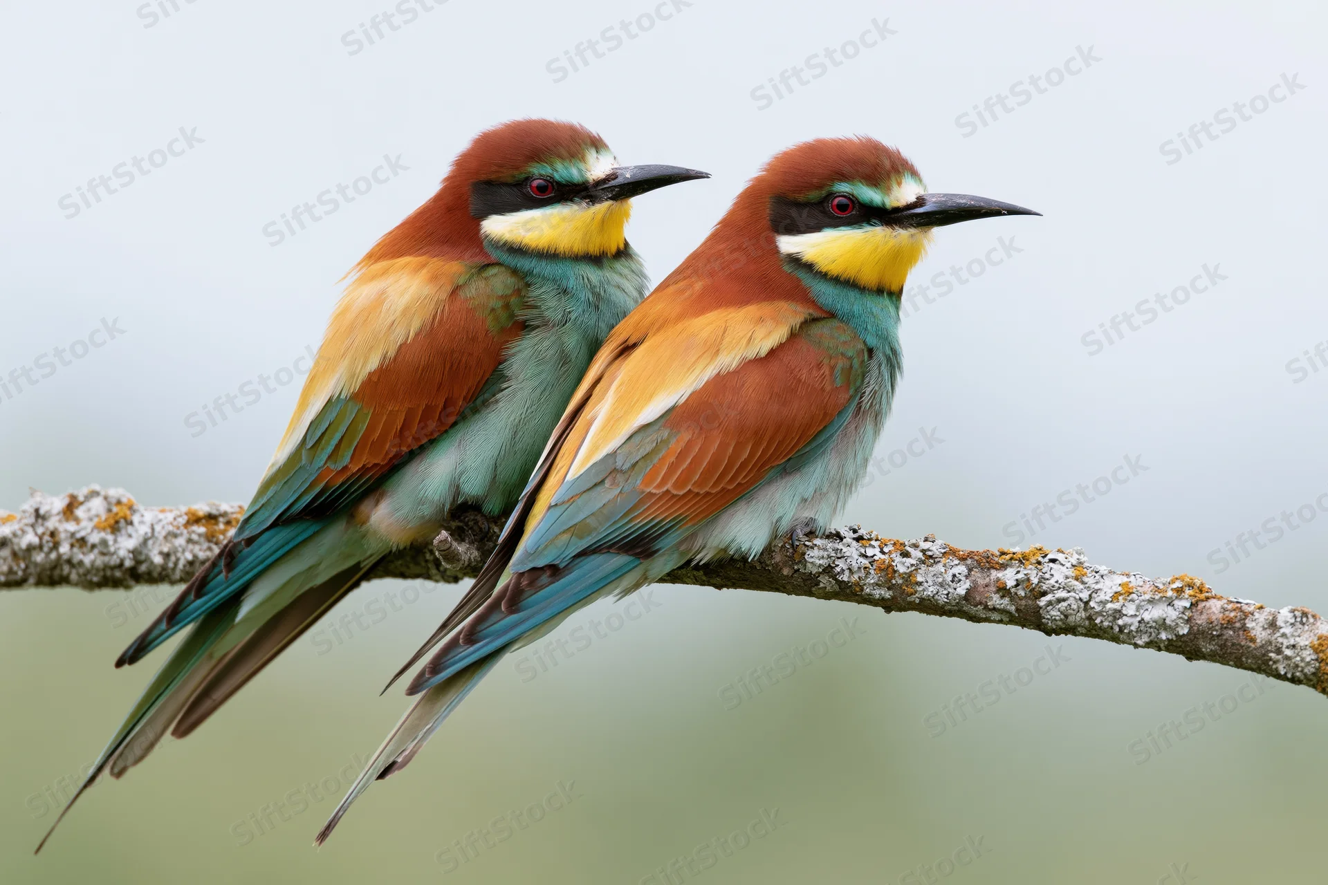Two european bee-eaters perched side by side on a lichen-covered branch in a natural setting