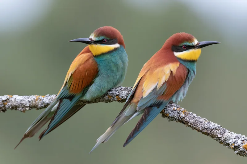 Two european bee-eaters perched side by side on a lichen-covered branch in a natural woodland setting