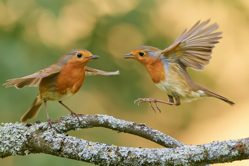 Two european robins interacting on a lichen-covered branch in a forest setting