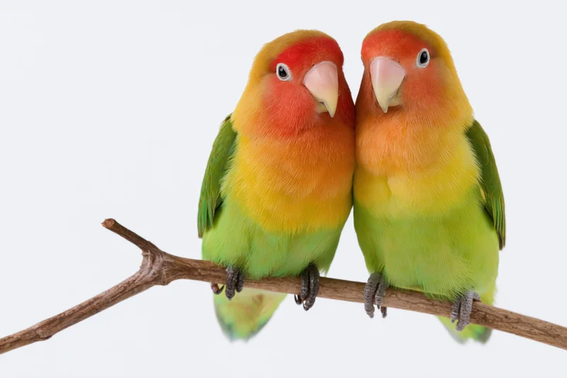 Two fischer lovebirds perched side by side on a wooden branch against white background