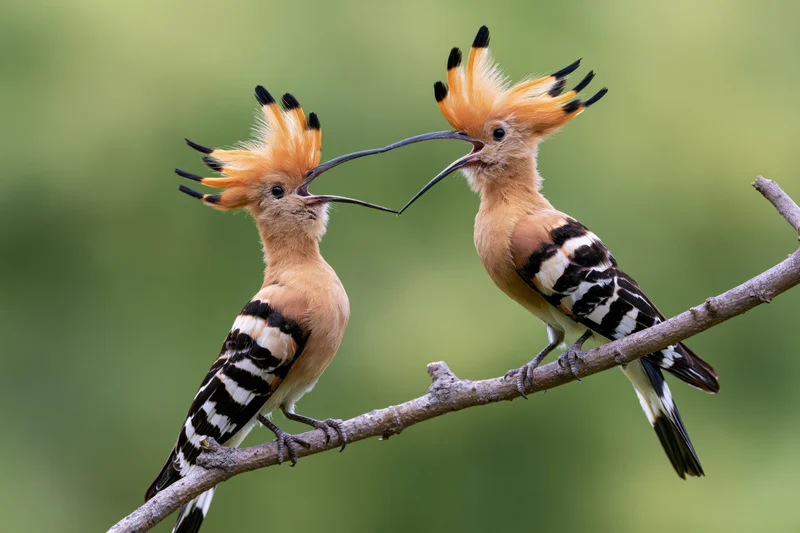 Two hoopoe birds perched on a branch facing each other with crests raised