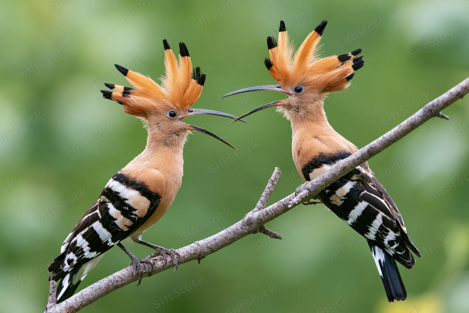 Two hoopoe birds perched on a diagonal branch facing each other in a green natural setting