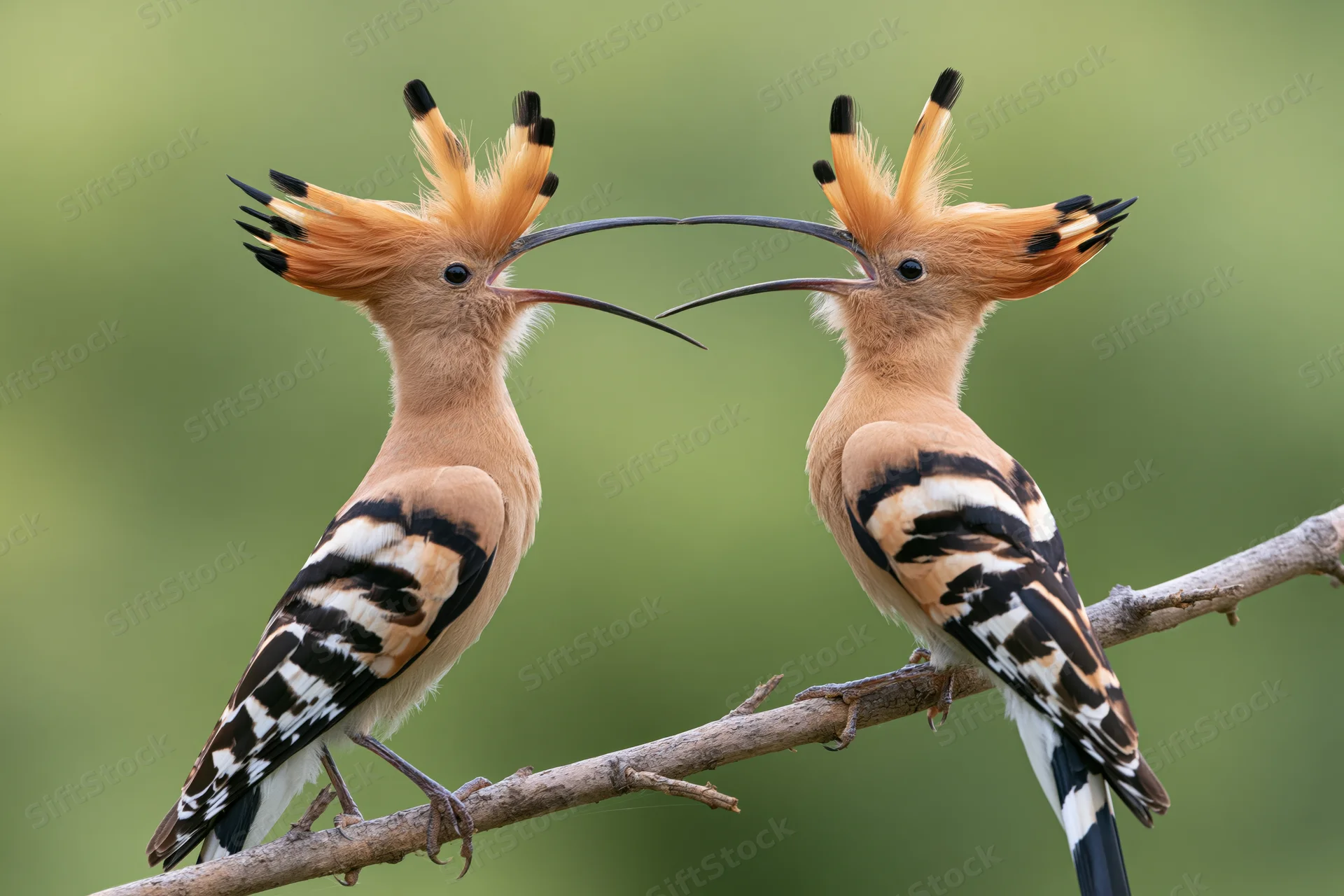 Two hoopoe birds perched side by side on a diagonal branch facing each other