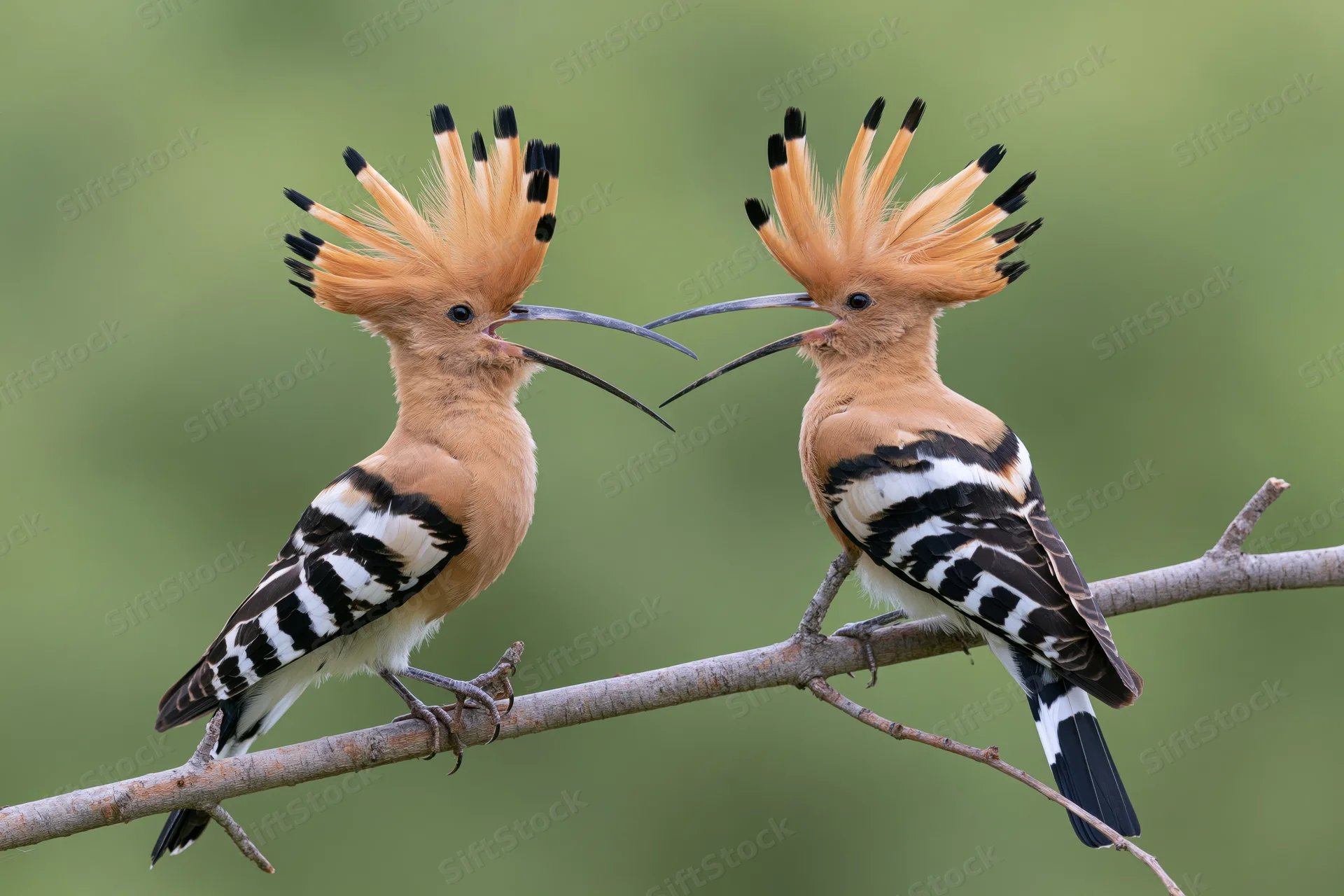 Two hoopoe birds perched side by side on a bare diagonal branch interacting with beaks touching