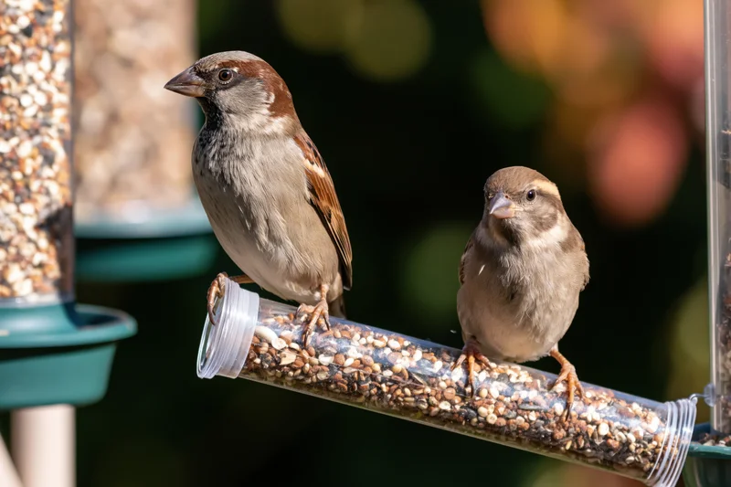 Two house sparrows perched on a plastic tube bird feeder filled with seeds in a garden setting
