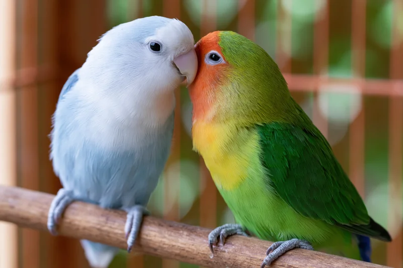 Two lovebirds nuzzling beaks while perched on a wooden branch inside a cage