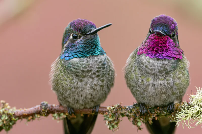 Two hummingbirds perched side by side on a mossy branch in a tropical setting