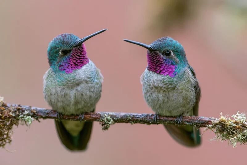 Two hummingbirds perched side by side on a mossy branch in a tropical setting