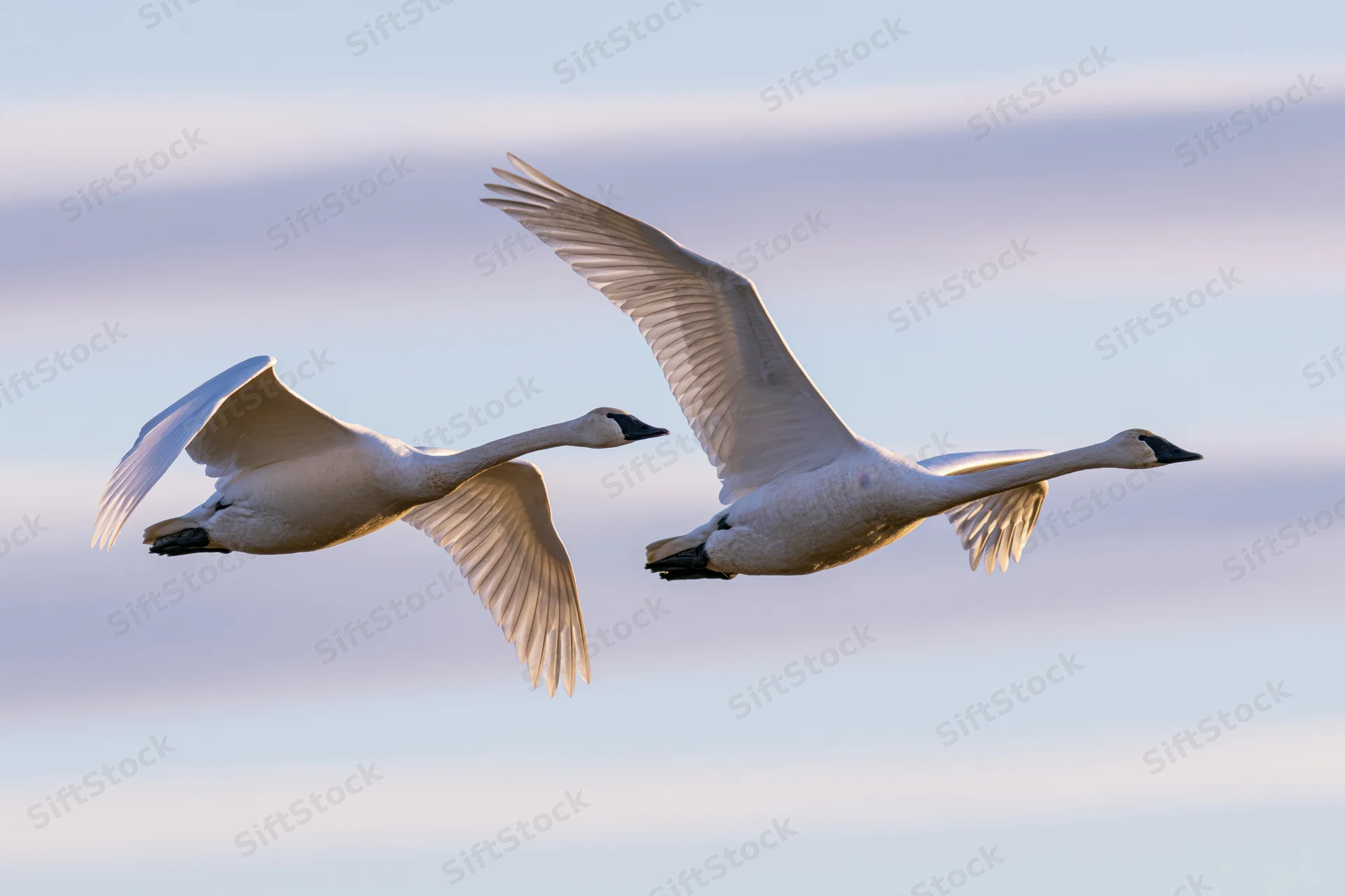 Two white swans gliding in flight with wings extended against a soft sky