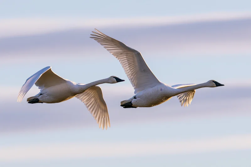 Two white swans gliding in flight with wings extended against a soft sky