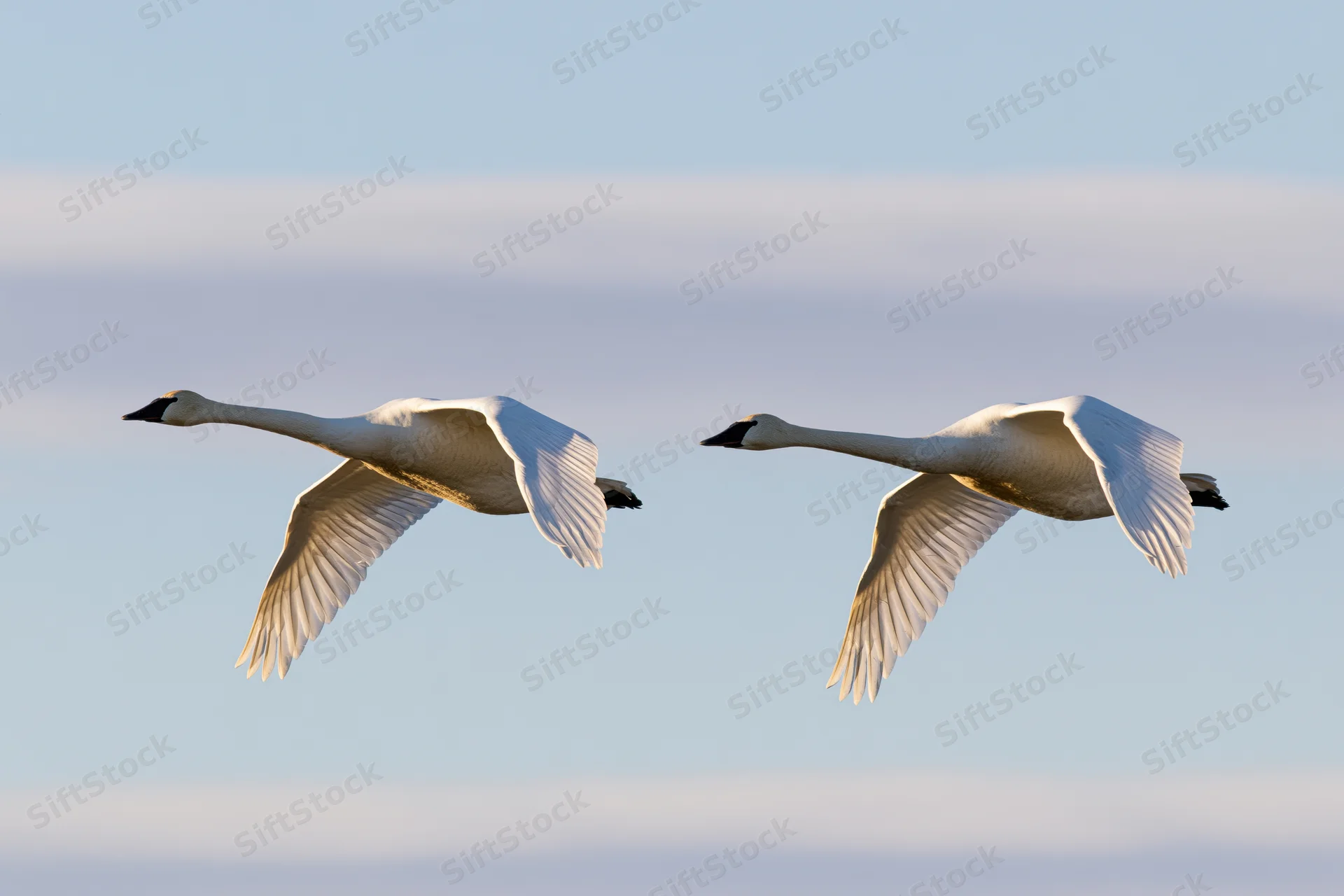 Two white swans gliding in midair with wings fully extended against a clear sky