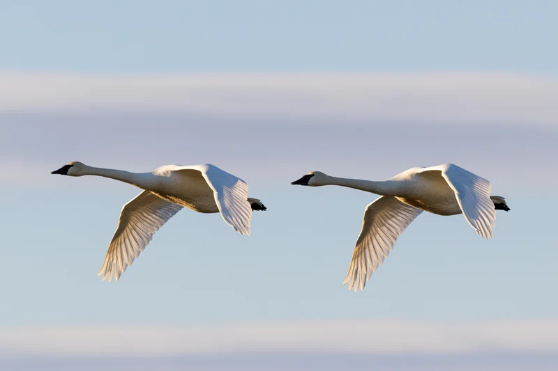 Two white swans gliding in midair with wings fully extended against a clear sky