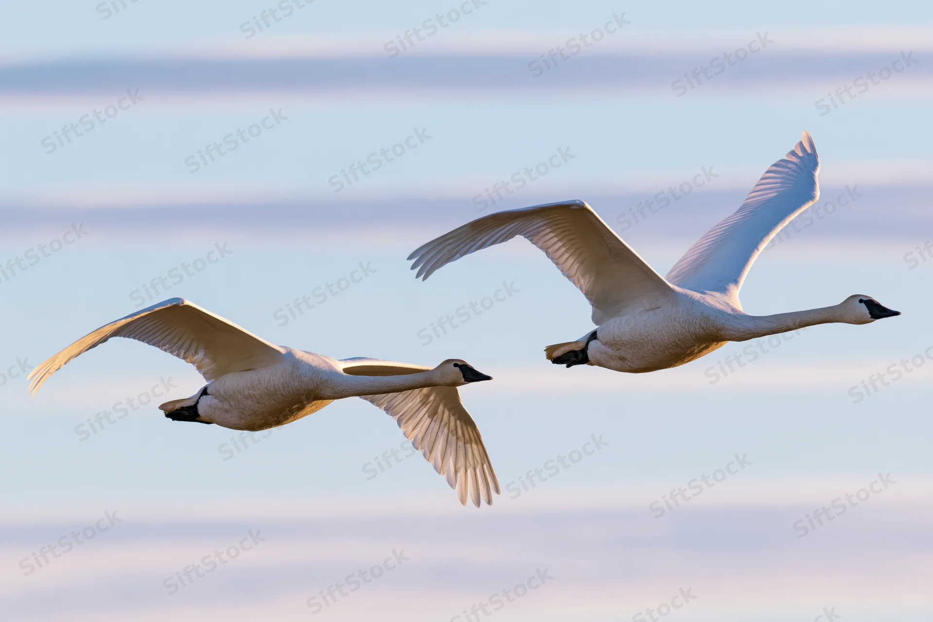 Two white swans gliding in flight with wings extended against a soft sky