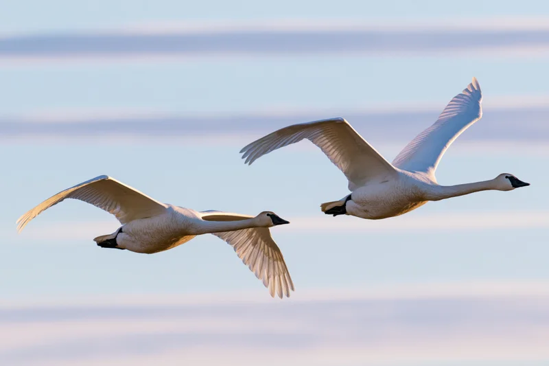 Two white swans gliding in flight with wings extended against a soft sky