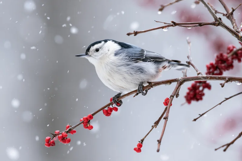 White-breasted nuthatch perched on a bare branch with red berries in snowfall