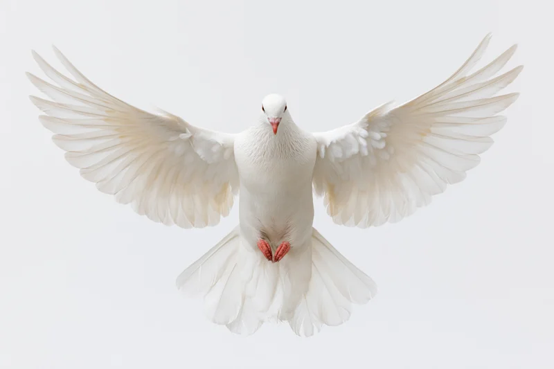 White dove in mid-flight with wings fully spread against a plain white background