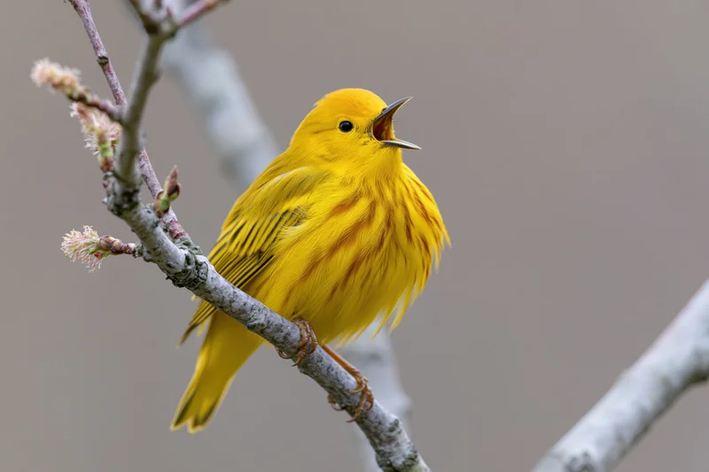 Yellow warbler singing while perched on a bare branch with emerging buds in spring