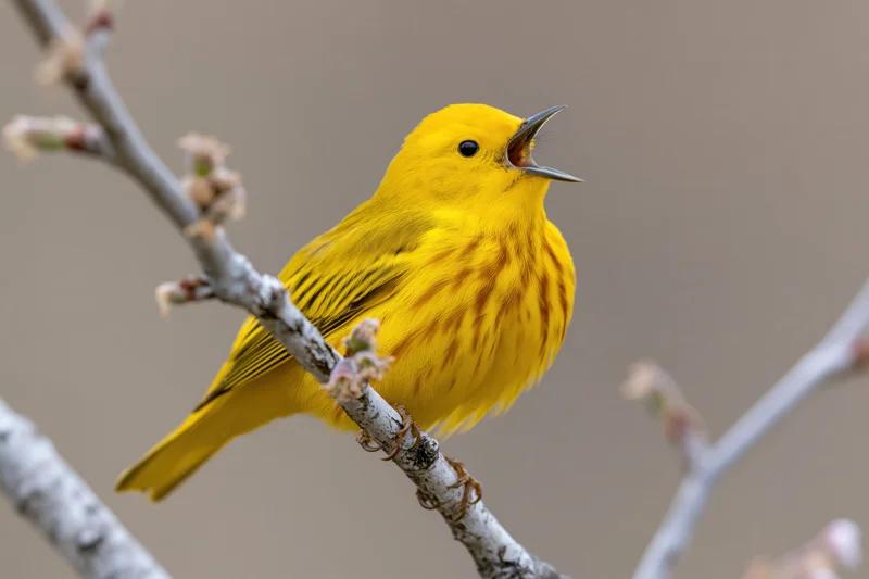 Yellow warbler singing while perched on a bare branch with small buds in spring