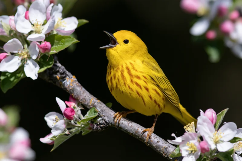 Yellow warbler singing perched on flowering apple tree branch