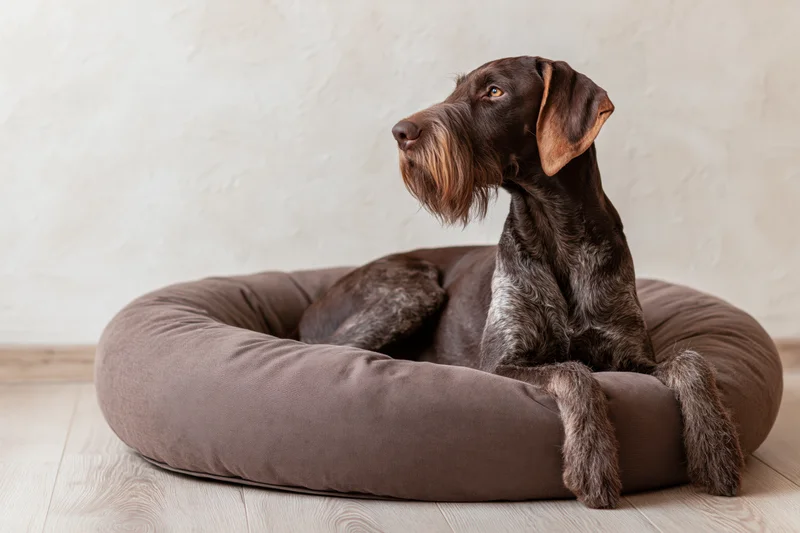 German wirehaired pointer sitting alert in a brown fabric dog bed on wooden floor