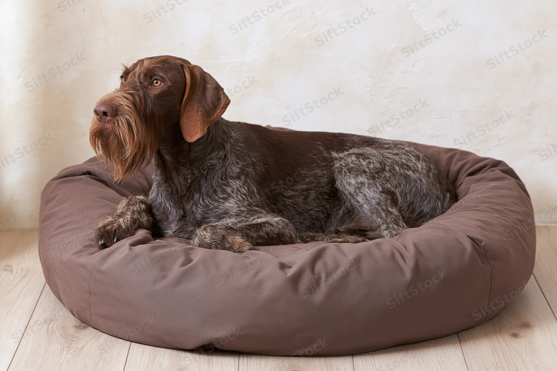 German wirehaired pointer lying alert in a brown fabric dog bed on wooden floor