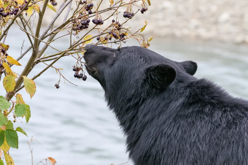 Black bear reaching up to eat berries from a shrub by a river