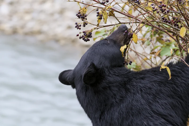 Black bear reaching up to eat berries from a shrub by a river