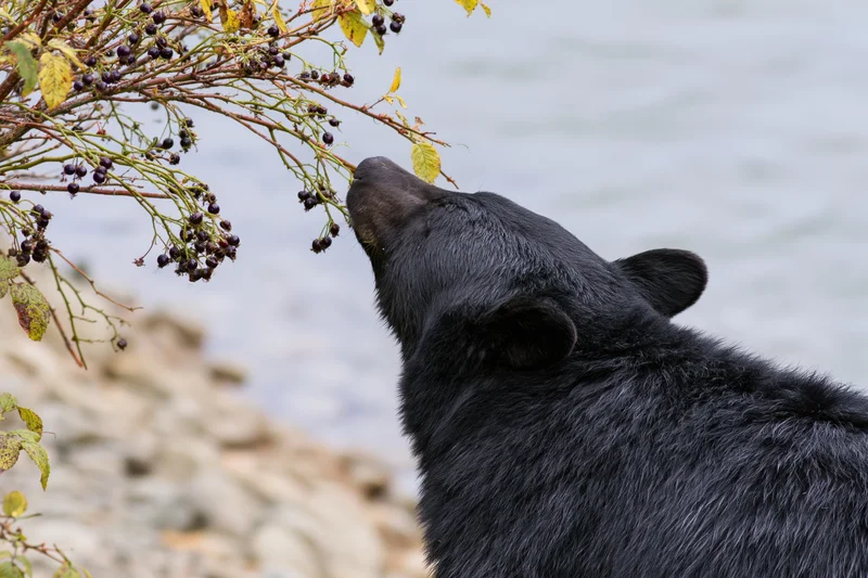Black bear reaching up to eat berries from a shrub by a riverbank