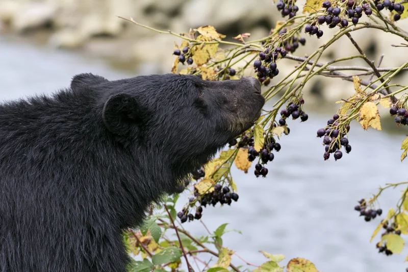 Black bear eating berries from a shrub near a river