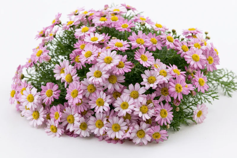 Dense clump of pink and white daisy-like flowers with green stems on white background