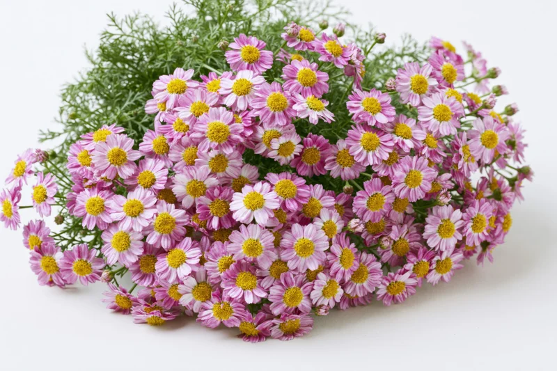 Dense cluster of pink and white daisy-like flowers with green foliage on white background