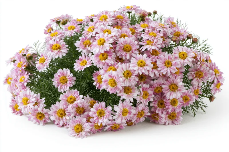 Dense clump of pink and white daisy-like flowers with green foliage on white background