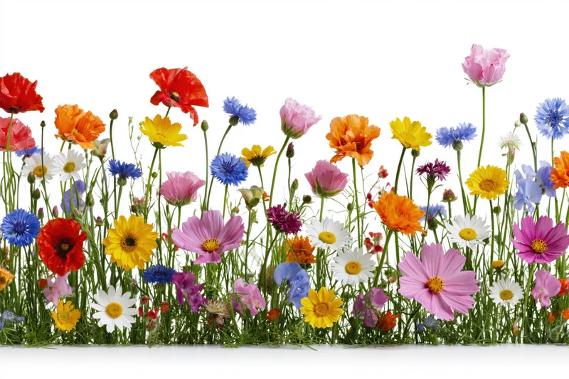 A dense row of mixed wildflowers including poppies, cornflowers and daisies arranged in a border against white