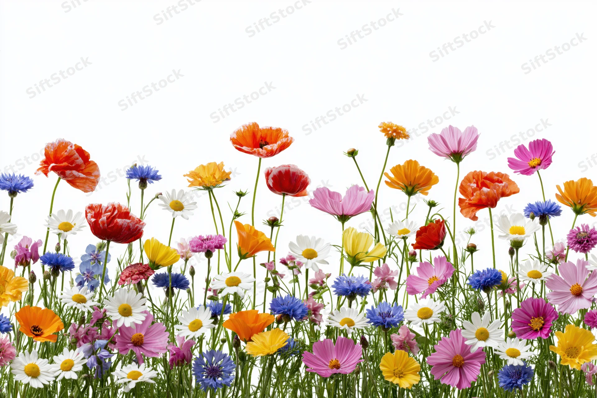 A dense row of mixed wildflowers including poppies, cornflowers and daisies against a white background