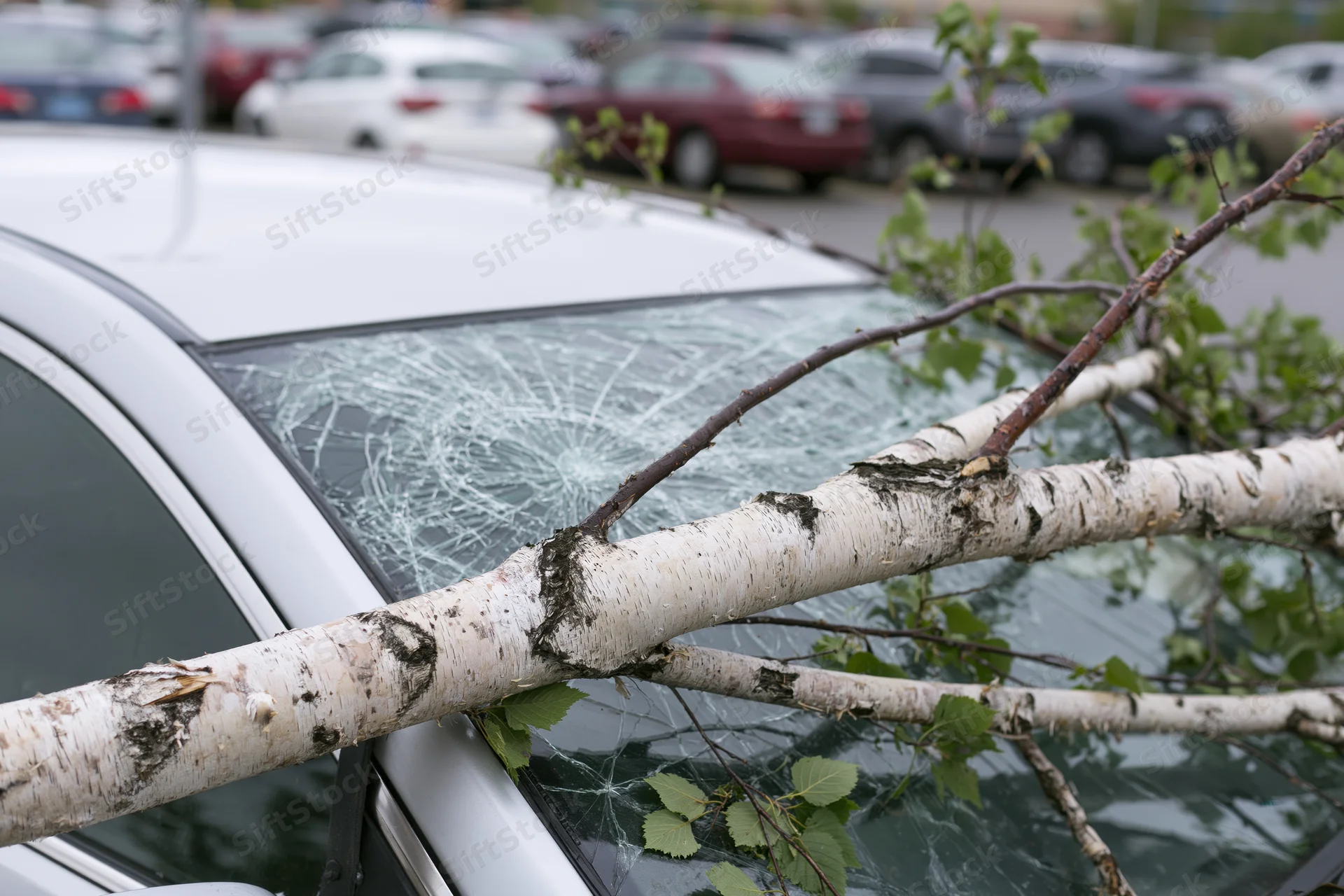 Fallen birch tree branch lying across white car's shattered windshield in parking lot