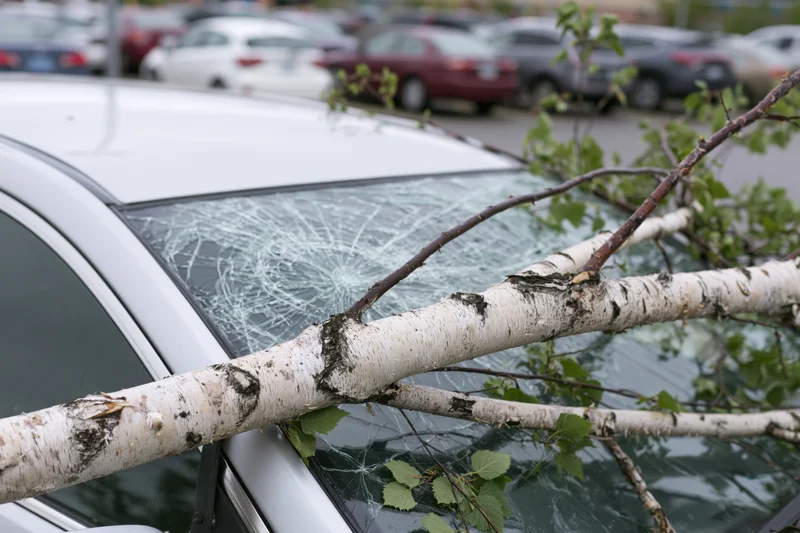 Fallen birch tree branch lying across white car's shattered windshield in parking lot