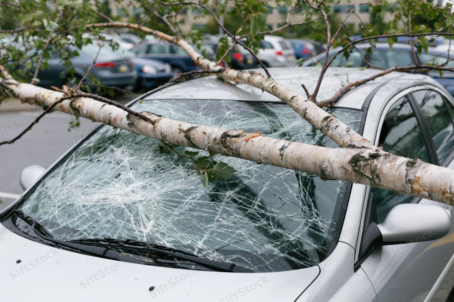 Fallen birch tree branch across white car's shattered windshield in parking lot