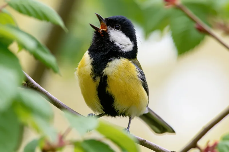 Great tit perched on a thin branch singing with beak open in a leafy tree