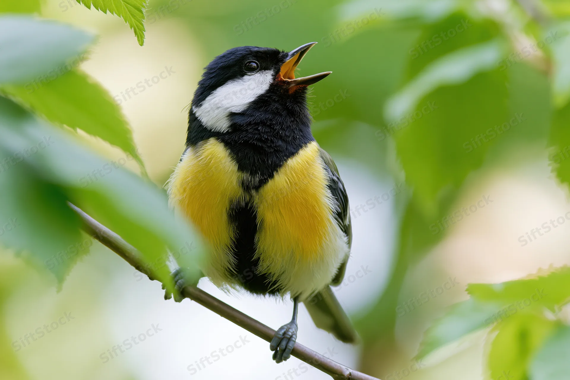 Great tit perched on thin branch singing with beak open among green leaves
