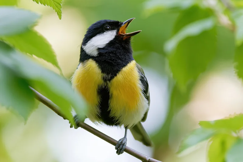 Great tit perched on thin branch singing with beak open among green leaves