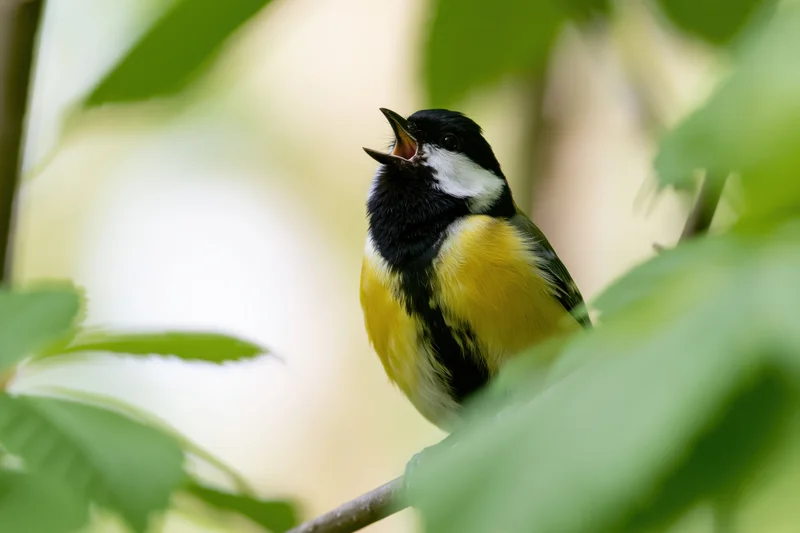 Great tit perched on a thin branch singing with beak open among green leaves