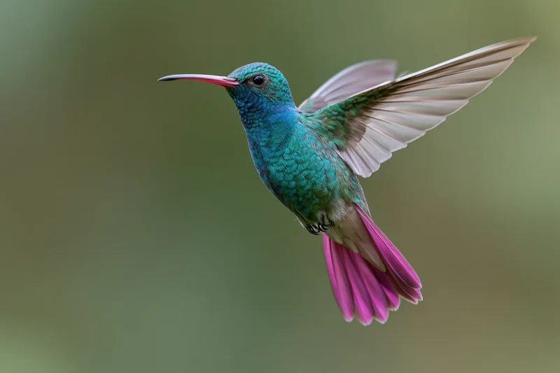 Hummingbird hovering mid-air with iridescent green and blue feathers and pink tail against a soft green background