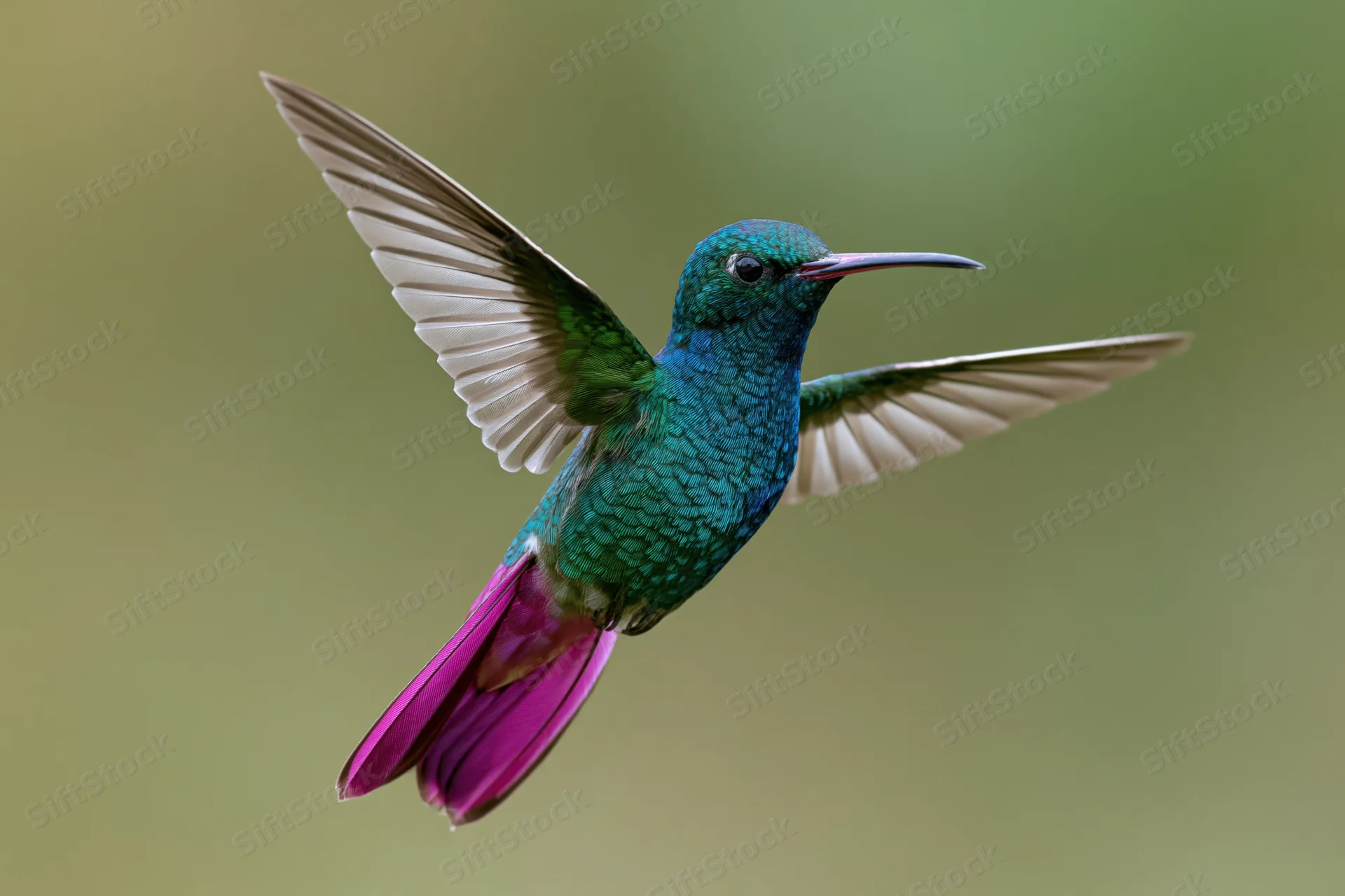 Iridescent hummingbird hovering midair with wings spread against a soft green blurred background