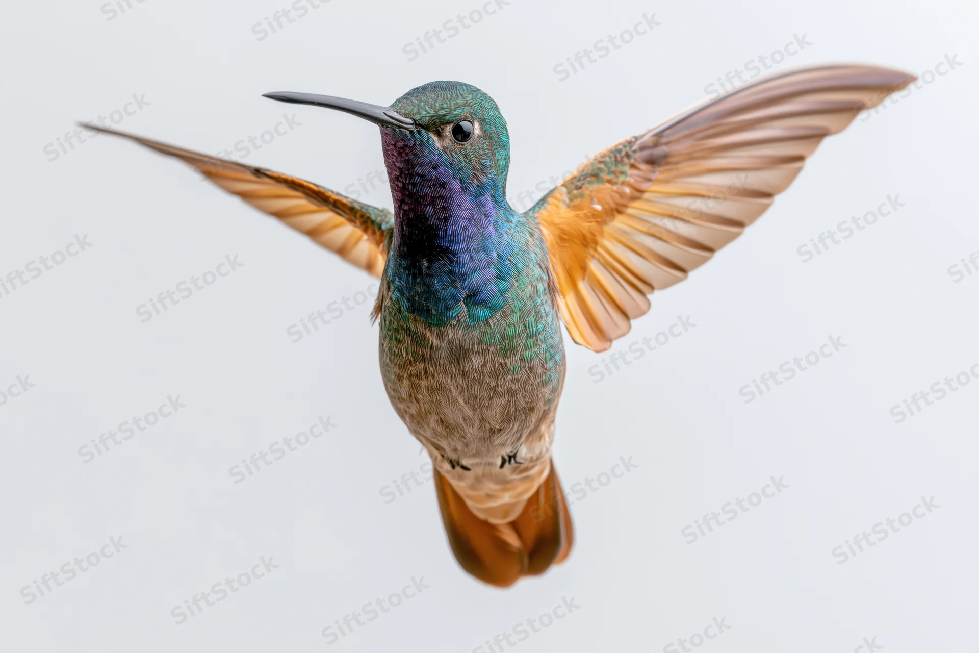 Hummingbird hovering midair with wings fully spread against white background