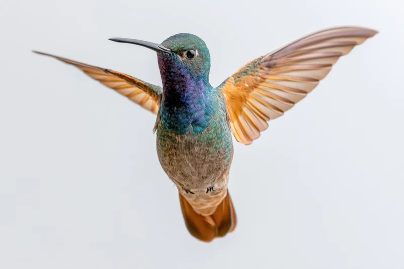 Hummingbird hovering midair with wings fully spread against white background