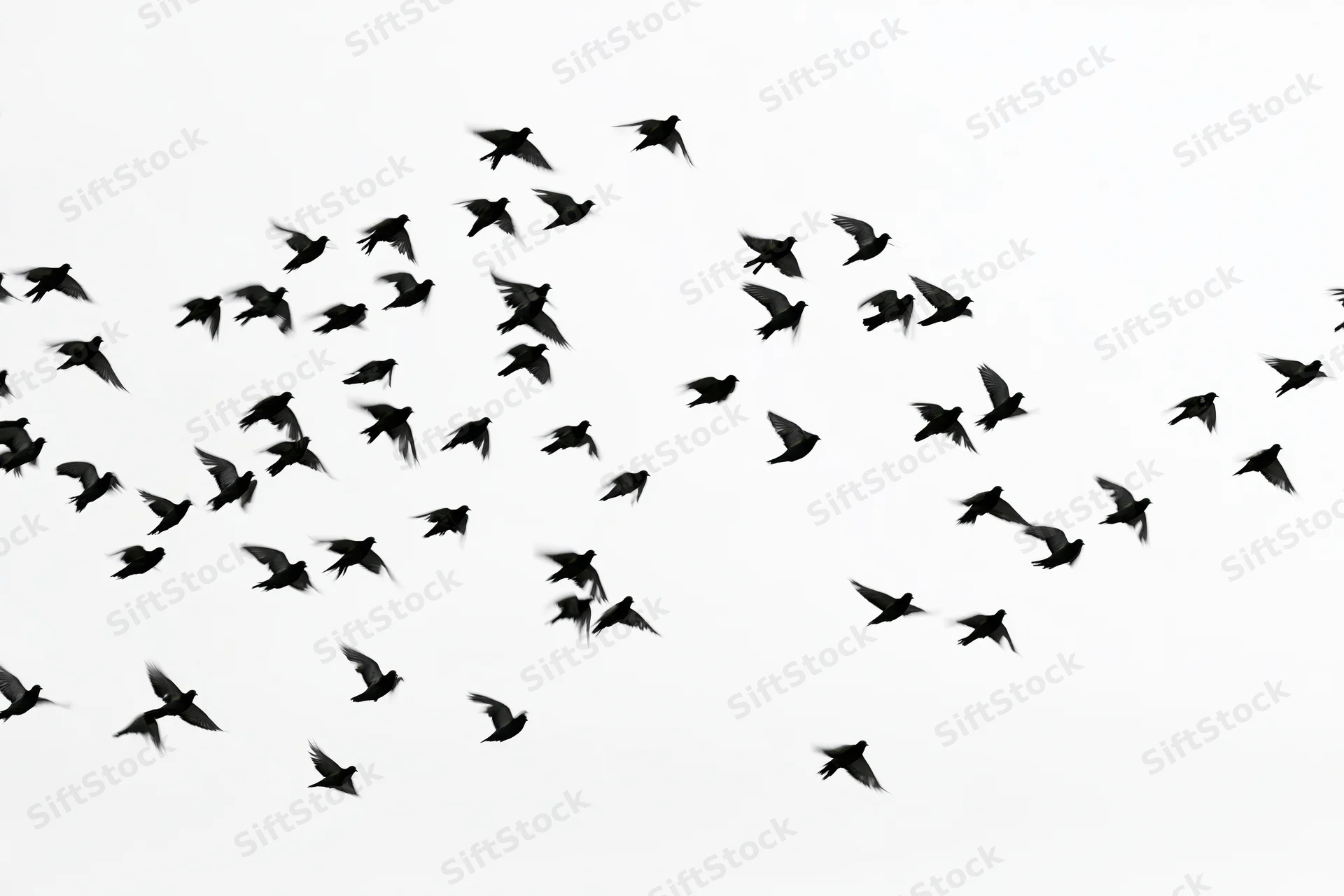 Flock of birds in flight silhouetted against a bright sky