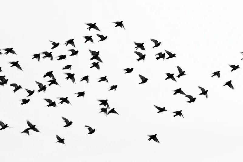 Flock of birds in flight silhouetted against a bright sky