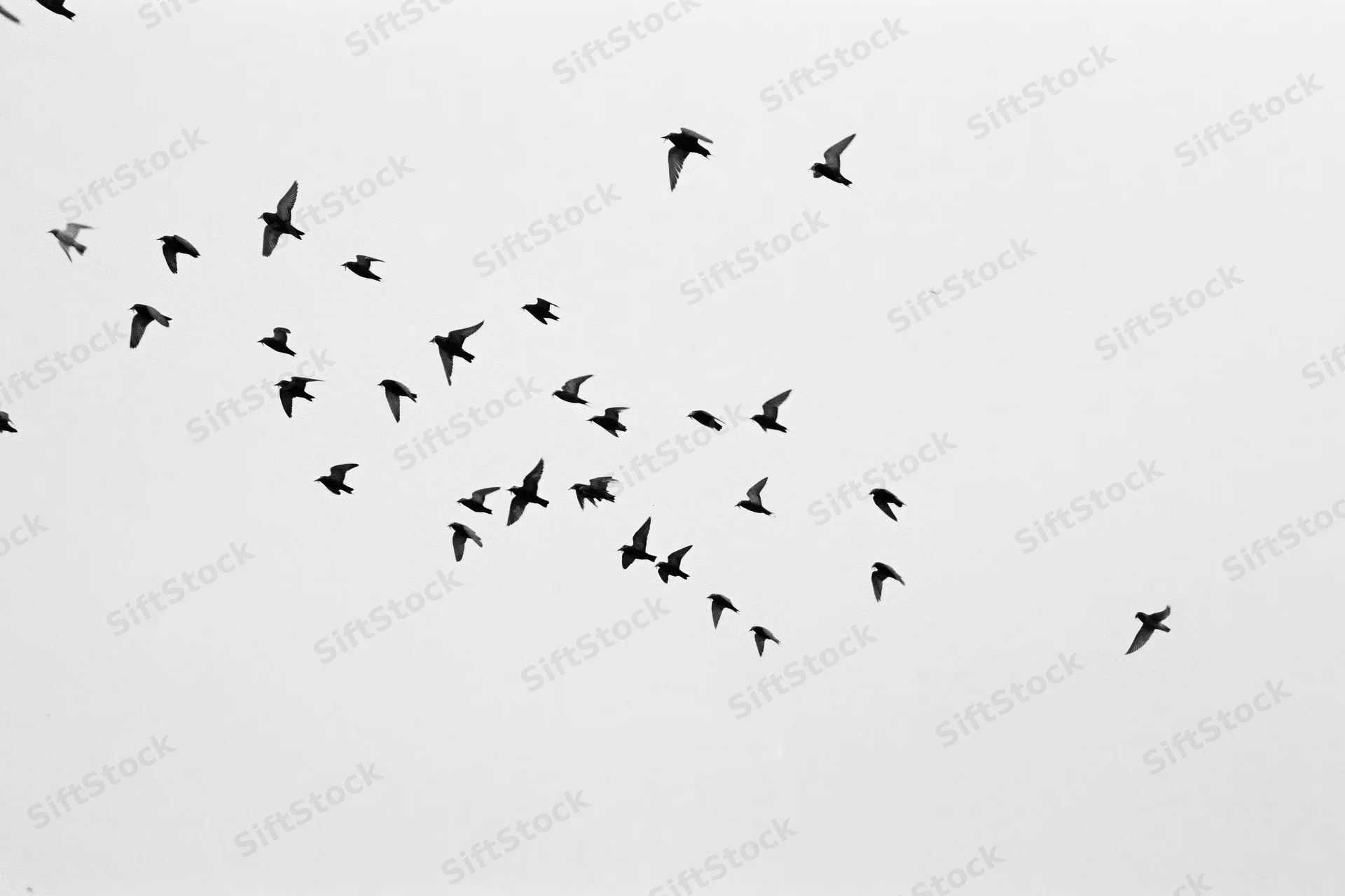 Silhouetted birds in flight against a pale sky