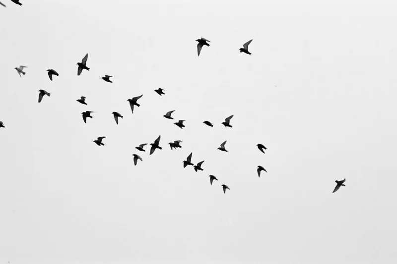Silhouetted birds in flight against a pale sky