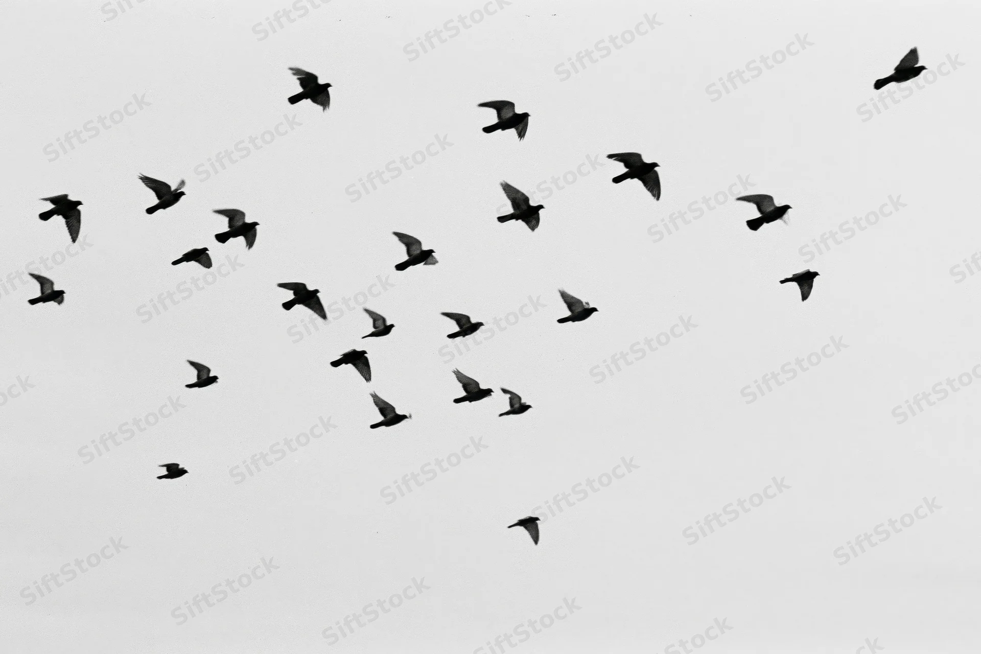 Silhouetted birds in mid-flight scattered across a gray sky